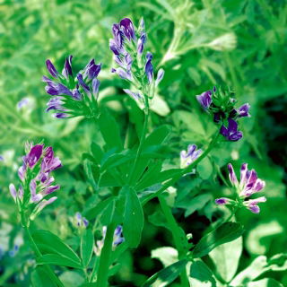 Erba medica "Europa" - 0,5 kg; erba medica - 