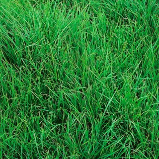 Iarba perenă 4N Solen C1 - 5 kg; Ryegrass engleză, iarbă de iarnă, iarbă de raze - 