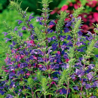 Türkische Drachenkopf - Honigpflanze - Dracocephalum moldavica - 100 g - Aromatisch, die perfekte Bestäuberpflanze - Samen