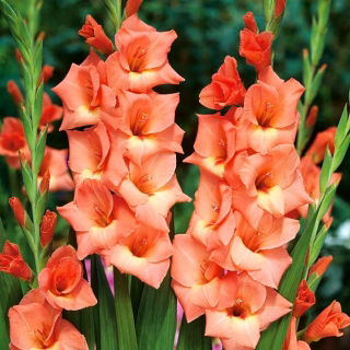 Gladiolus "Jessica" - 5 pcs
