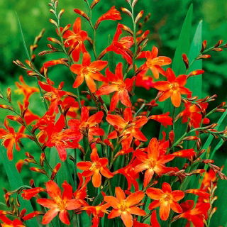 Crocosmia "Carmine Brilliant" - oranjegeel - 10 stuks; montbretia - 