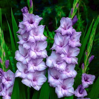 Blue Tropic' kardvirág - 5 db.