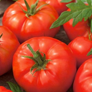 Pomodoro - Octawian F1 - serra - Lycopersicon esculentum Mill  - semi