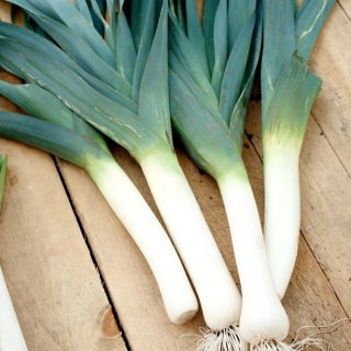 Puerro - Gigante de Inverno 2 - Allium ampeloprasum L. - semillas
