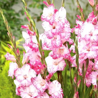 Gladiolus "My Love" - 5 stk.