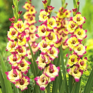 Gladiolo "Zita" - 5 piezas - 