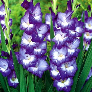 Gladiolus "Nori" - 5 st - 