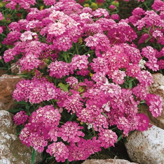 Iberis amara umbellata - 425 semillas - Rosa Cardinal