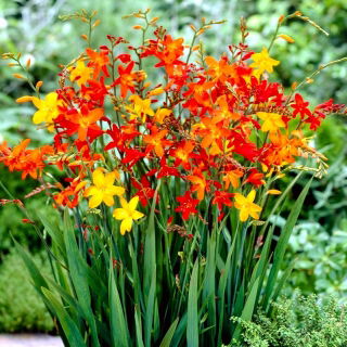 Crocosmia - mix - csomag 10 darab