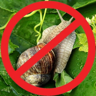 Die Anti-Schnecken-Schnecken-Mischung – SAATBAND