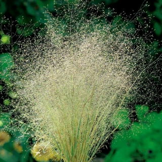 Tippan - 3000 magok - Agrostis castellana