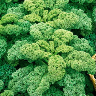 羽衣甘蓝“Cadet” - 高大的卷曲叶子 -  600粒种子 - Brassica oleracea L. var. sabellica L. - 種子