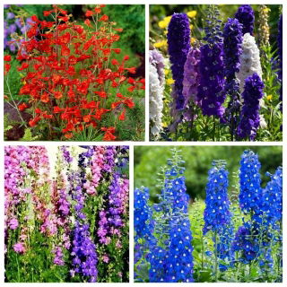 Larkspur - semi di 4 varietà di piante da fiore - 