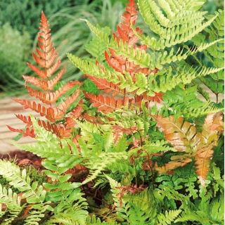 Orientalisk ladyfern - Brillance Höst - plantor; Japansk målad ormbunke
