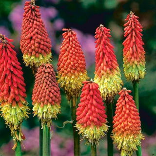 Hehkusoihtulilja - Red Hot Poker - Kniphofia