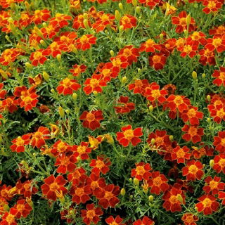 Marigold Red Gem seeds - Tagetes tenuifolia - 600 seeds