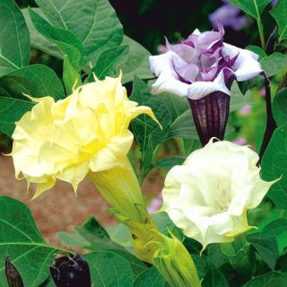 Semințe Datura Metel - Datura metel fl.pl - 14 semințe - Datura metel L.