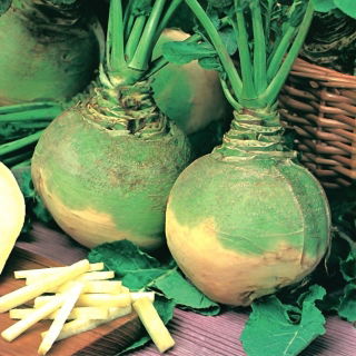 Kålroe – Seaside - 7000 frø - Brassica napus L. var. Napobrassica