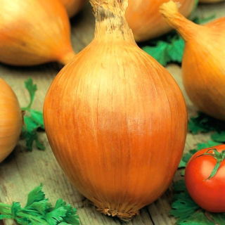Cibuľa "Výstava" - sladká a veľká odroda, cibule do 2 kg - 250 semien - Allium cepa L. - semená