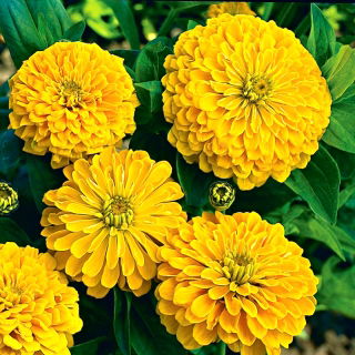 Zinnia elegans - Kirke - gul - Zinnia elegans fl.pl. Dahliaeflora - frø