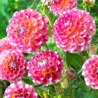 Dahlia Hawaii