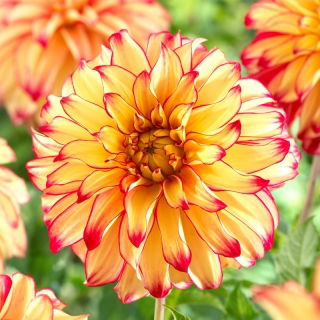 Dália - Lady Darlene - Dahlia