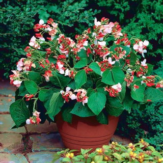 Biji Runner Bean 'Hestia' - Phaseolus coccineus - 40 biji - Phaseolus coccineus.