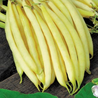 Pole yellow French bean "Monte Gusto"