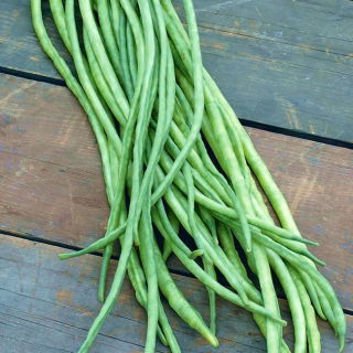 Cowpea "Sperling's Liane" - Vigna sinesis - biji