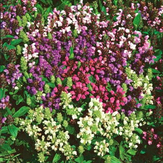 Semena Prunella - Prunella grandiflora - 50 semen
