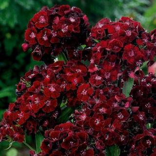 Sweet William Black Magic seeds - Dianthus barbatus - 450 semillas