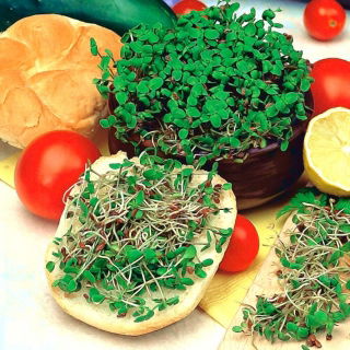 Sprouting seeds - flax - 1500 seeds