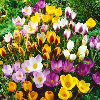 Set 10 – Large–flowered crocus – selected variety mix – 100 pcs + 10 pcs for FREE