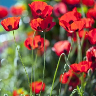 Amapola escarlata caucásica "Mariquita" - 3080 semillas - Papaver commutatum