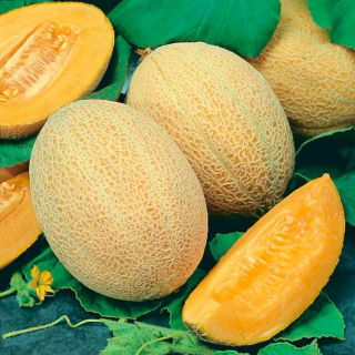 Melone 'Junior' - dichter, orange, aromatischer Fruchtfleisch
