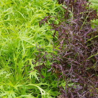 Mizuna "Baby Leaf" ผสมหลากหลาย, kyona, ผักกาดเขียวญี่ปุ่น - 250 เมล็ด - 