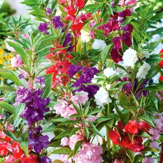 Kerti balzsam, Jewelweed magok - Impatiens balzsamina - 100 mag - Impatiens balsamina