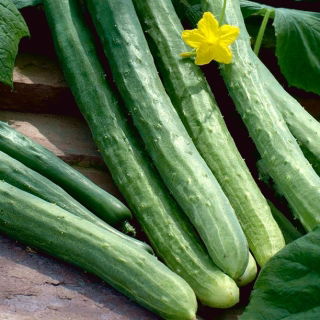 キュウリ「サザンディライトF1」 - 覆いの下で栽培されている日本の品種 - Cucumis sativus - シーズ