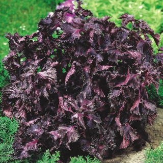 Bladmynta - 200 frön - Perilla frutescens