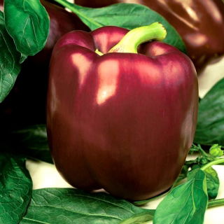 Paprikat - Sweet Chocolate - makea - 75 siemenet - Capsicum L.