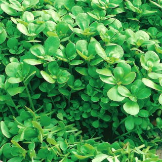 Baby Leaf - Vihannesportulakka - Portulaca oleracea - siemenet
