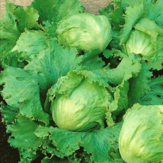 חסה אייסברג "בלמורל" - Lactuca sativa L. var. Capitata - זרעים
