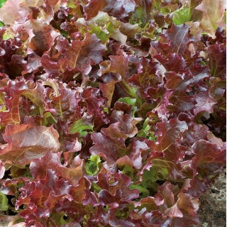 Lattuga - Lollo Rossa - 950 semi - Lactuca Sativa L. var. capitata