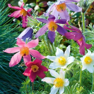 Deditel - amestec de culori - Pulsatilla vulgaris - Ideal pentru paturi perene și grădini de rocă - Semințe proaspete