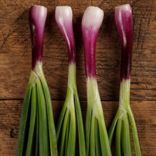 Allium fistulosum - 900 frø - rød