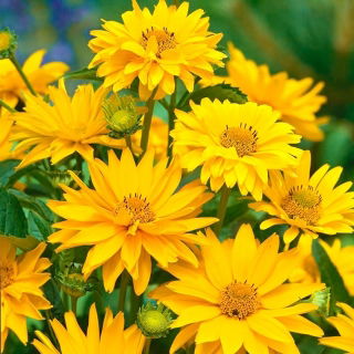 Girasol falso, semillas de sol de verano - Heliopsis scabra - 100 semillas