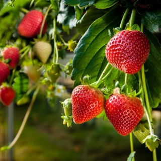 Fragola da giardino - Rainbow Treasure F1 - 5 semi - Fragaria ×ananassa