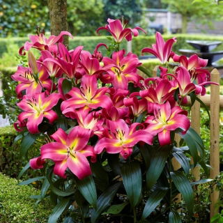 Lily 'Empoli'
