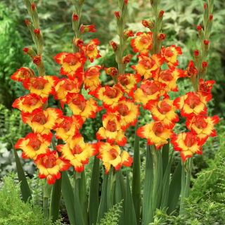 Gladiolo "Alana" - 5 piezas - 