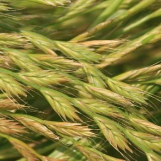Hybrid ryegrass 2N "Grasslands Manawa" - 5 kg - 